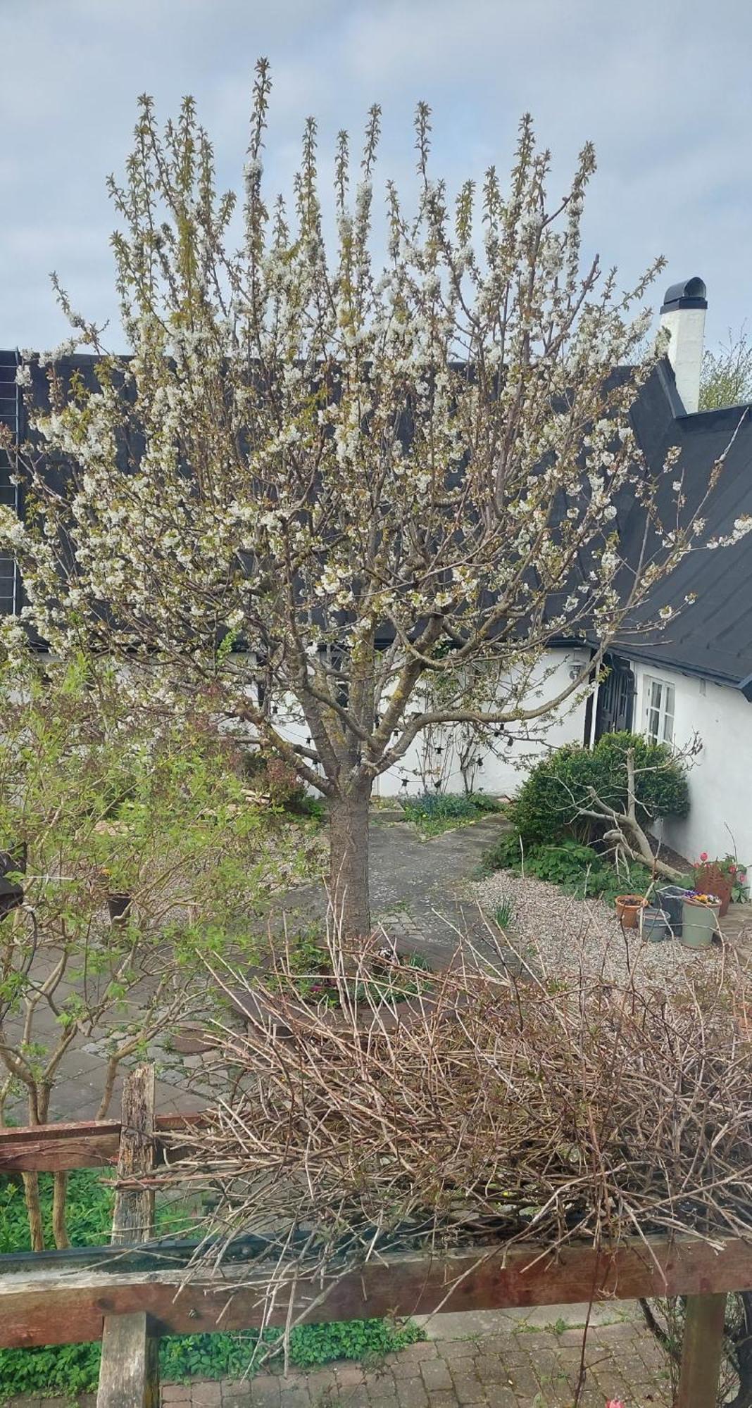 Bjerred B&B Bjarred Exterior photo